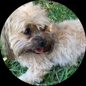 Meet your Posher, Sammy